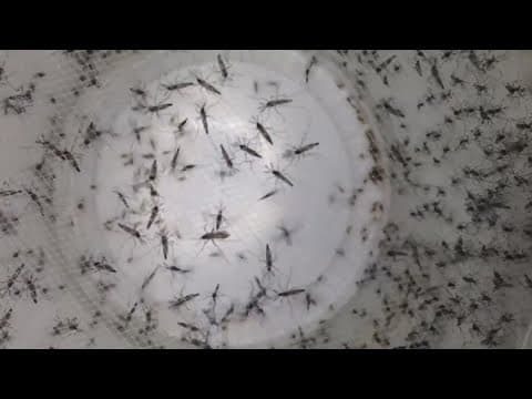 Health Officials on Alert After Increase in West Nile Virus Activity