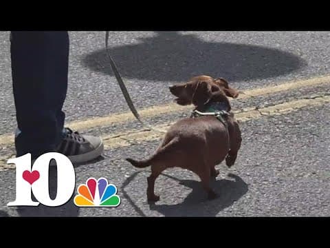 It's almost time for Mardi Growl! Here's what you need to know