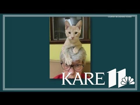 Secondhand Hounds hosting cat adoption event