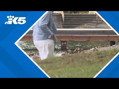 Goose waste linked to repeated closures at western Washington beaches