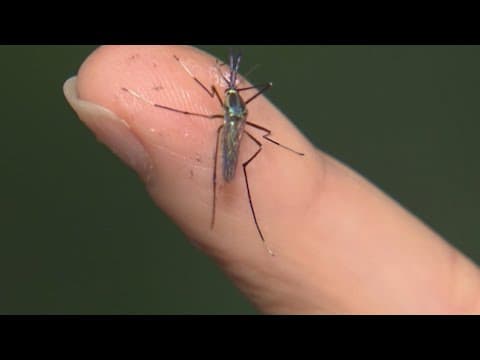 North Texas prepares for an influx of mosquitoes after recent storms