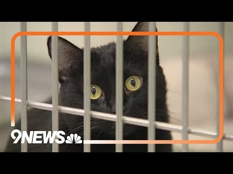 Colorado animal shelter at capacity after surge in intakes