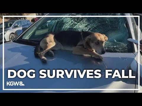 Dog falls from Interstate 5 overpass onto car