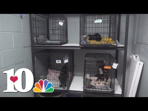 Community comes together to support dogs in 'poor condition' in Jefferson County