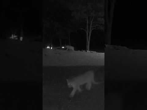 5 Mountain Lions Spotted at Colorado Home