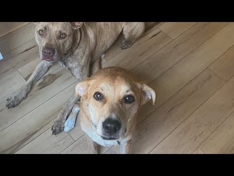 2 dogs apparently shocked during walk in Northeast DC