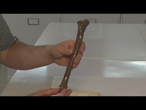 Researchers at East Tennessee State University discovered fossils of a modern white-tailed deer