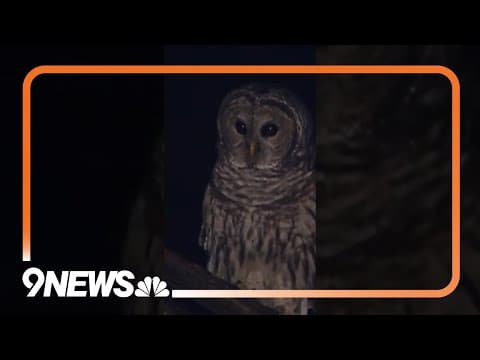 US Officials Plan to Kill Hundreds of Thousands of Barred Owls