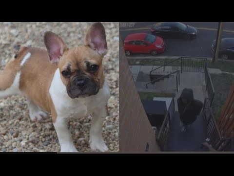 Woman has dog stolen after other dog dies in District Dogs flood