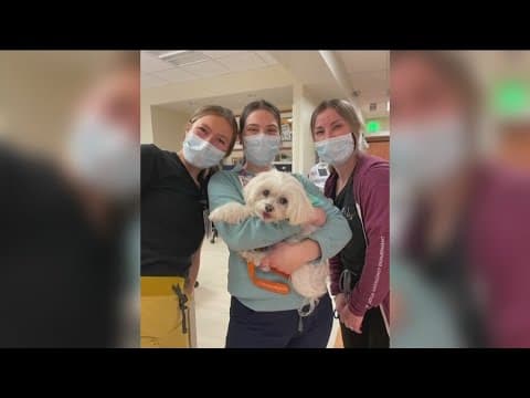 Dogs audition for Scripps Health canine therapy program