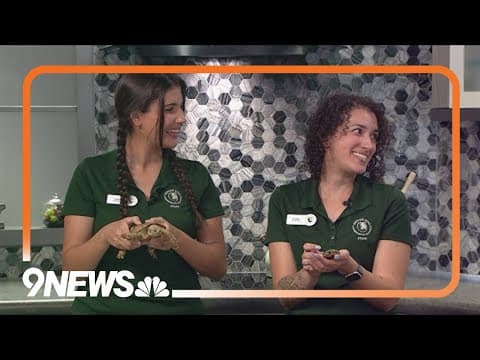 Sunrise Safari: Meet a tiny baby tortoise from the Denver Zoo