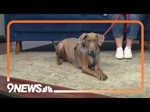 Sweet Weimaraner loves to play