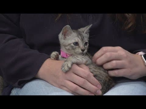 Do's and Don'ts of Kitten Season