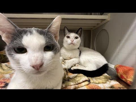 Rescue on the road: Rancho Coastal Humane Society brings pets from overcrowded OC shelter