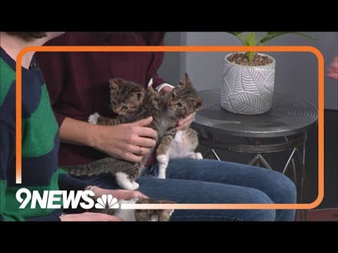 Petline9 | Destiny, Darcy and Dolphin need a forever home