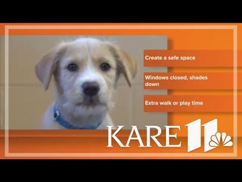 How to keep your pet calm during fireworks