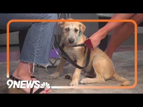 Looking to adopt a pup? Meet Stetson!