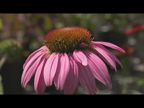 How to incorporate native perennials into your landscape