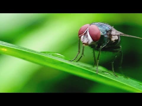 Gov. Abbott orders emergency response as screwworm threatens Texas livestock and wildlife