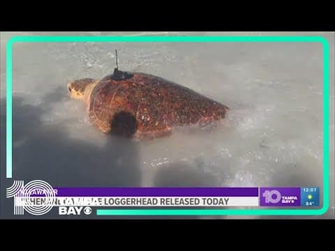 250-pound Loggerhead turtle released back into Gulf