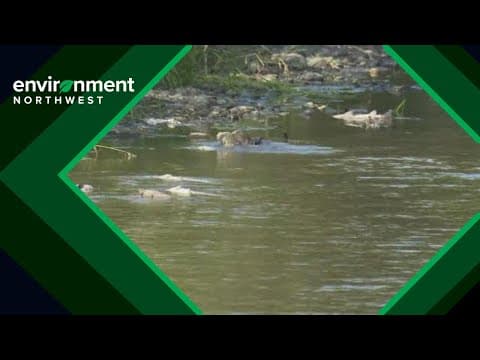 Farmers cut back on irrigation to help protect salmon