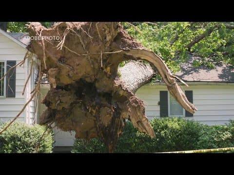 Who's responsible for the tree that hit my house?