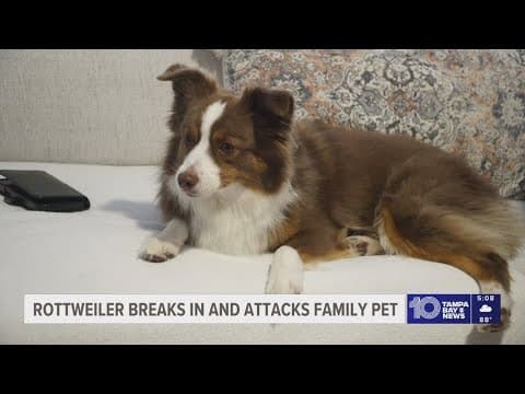 Dog in Gulfport breaks into house and attacks family pet