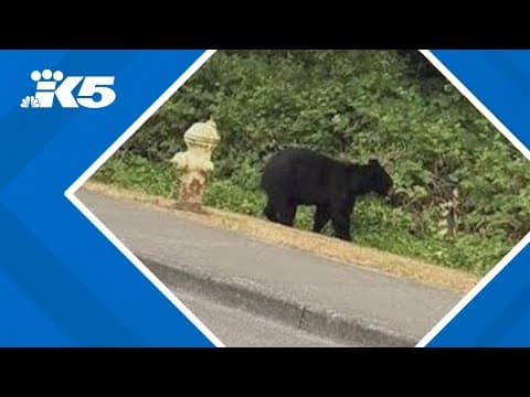 Bear spotted near homes in Renton
