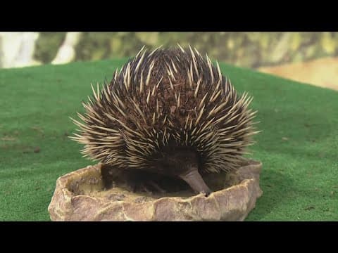 Zoo Day | Echidna