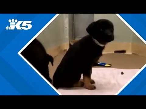 How to keep your pets safe this Fourth of July