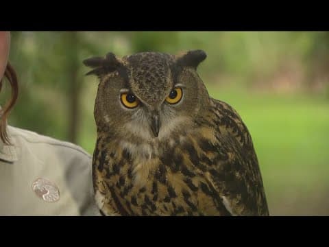 Zoo Day | Meet the Eurasian eagle-owl