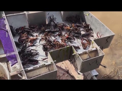 Crawfish shortage: Louisiana officials ask federal government for assistance for farmers
