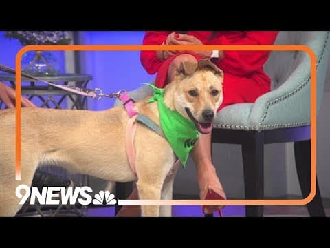 Pil the pup looking for forever home