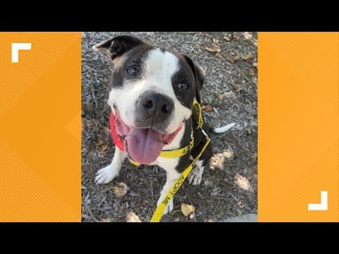 Pets of the Week: 8-3-2024