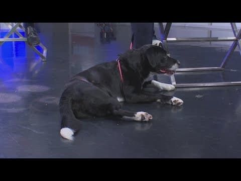 Tailwaggers: Meet Hubert