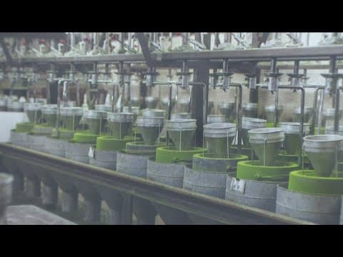 La Jolla business 'spills the tea' on increased interest, demand for matcha globally