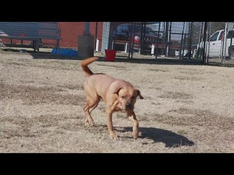 Tailwaggers: Meet Claus