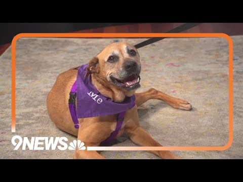 Meet Remi, a 10-year-old boxer mix