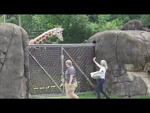 Here's what it's like to be a zookeeper at Zoo Knoxville