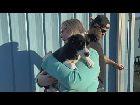 Local animal organization transports 30K animals