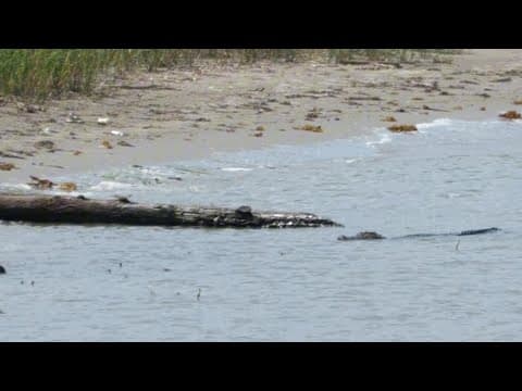 Raw video: Gator spotted near Galveston beach