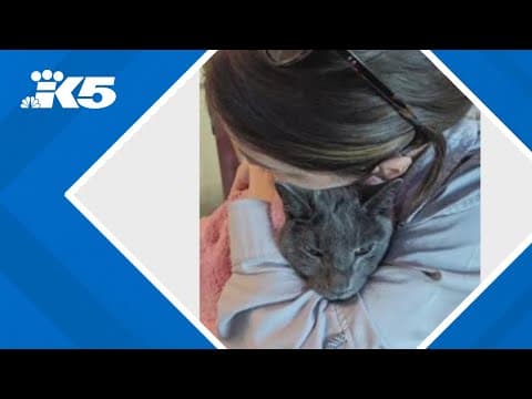 Seattle woman claims Blue Angels terrorized dying cat, lawsuit says