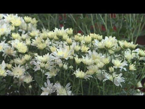 Proctor's Garden: Plant mums and black-eyed Susans now