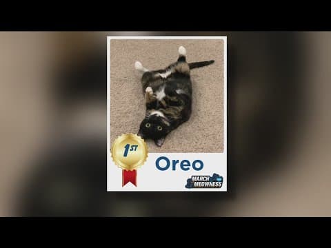 March Meowness | Meet the winner of San Diego Humane Society's pet photo competition