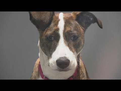 San Diego Humane Society struggles with overcrowding, sees influx of surrendered pets