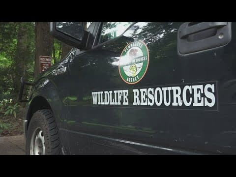 TWRA working with ABR to make habitats safer for bear cubs, drafting new agreement