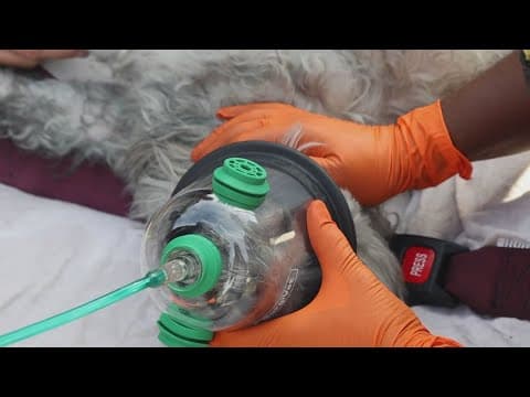 Dog revived by Hillsborough County rescue crews after house fire