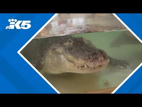 Washington's 'Reptile Zoo' to close citing economic impacts