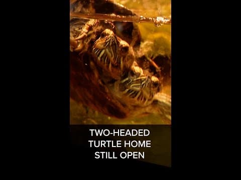 Monroe's Reptile Zoo may not close after all