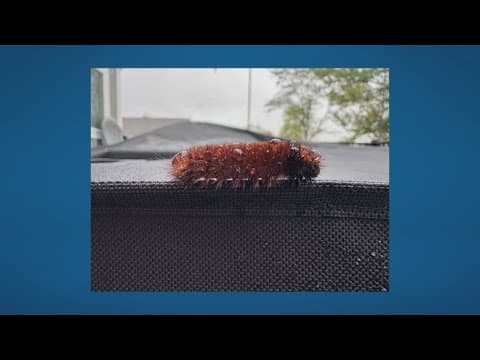 Folklore behind woolly bears, what the colors say about this winter's weather